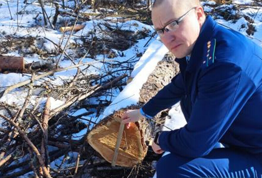 Уголовное дело о незаконной рубке леса возбудили в Амурской области