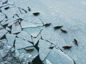 У берегов Русского острова обнаружили трупы морских млекопитающих