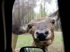 Амурские заказники ждут гостей Куда и когда можно отправиться