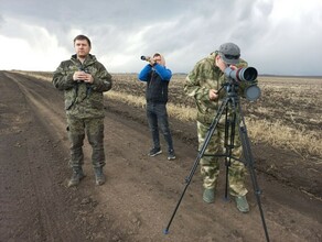 В Амурскую область изза границы вернулись не все гуси и журавли