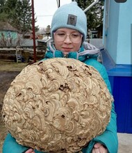 В Тамбовском районе обнаружено гнездо шершней невероятных размеров фото