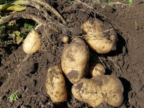 Амурским картофелеводам и овощеводам правительство выделило дополнительные субсидии