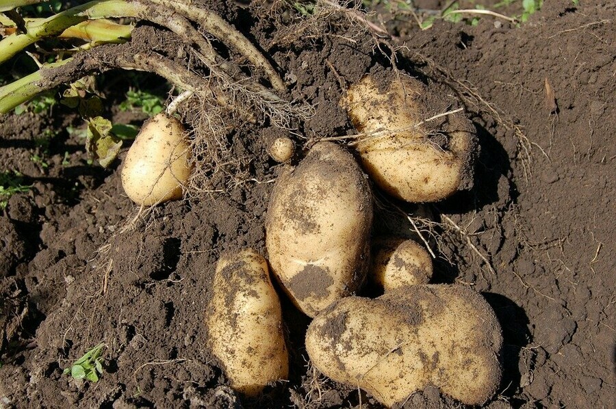Амурским картофелеводам и овощеводам правительство выделило дополнительные субсидии