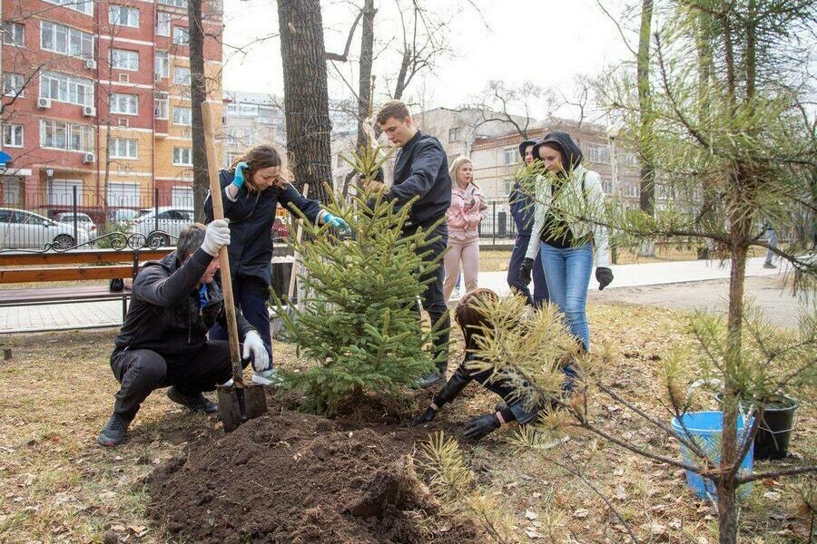 В Благовещенске высадили голубые ели фото 