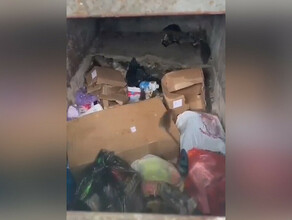 В Тынде сняли на видео общедомовой мусороприемник который буквально кишит крысами видео