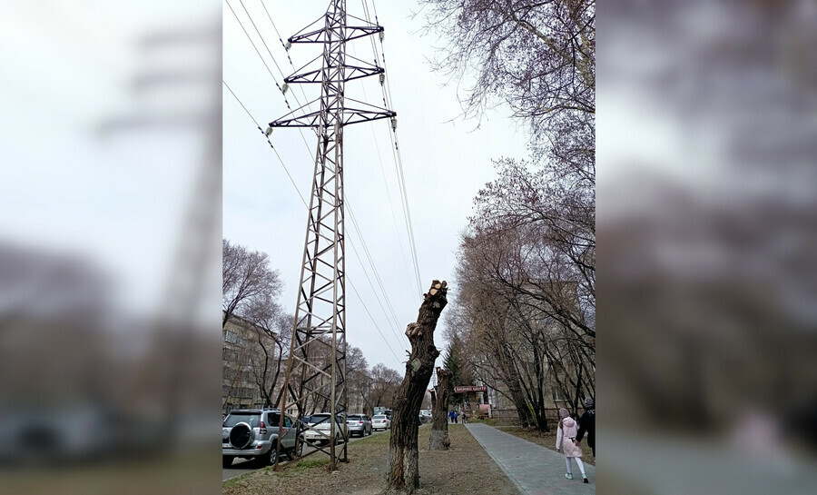 Энергетики и инициативные горожане предложили вырубить безобразные деревья в центре Благовещенска и посадить вместо них кустарники