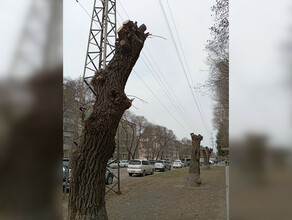 ДРСК поддерживает инициативу горожан по озеленению Благовещенска