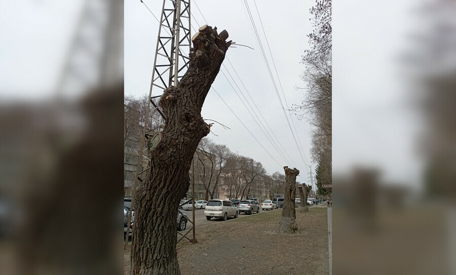 ДРСК поддерживает инициативу горожан по озеленению Благовещенска