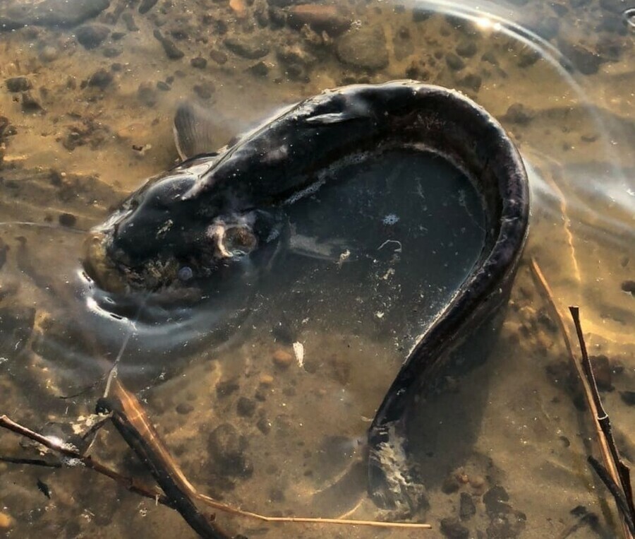 На берегу Зеи в районе Благовещенска обнаружили мертвых рыб фото видео