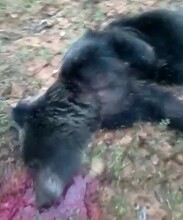 Возле амурского поселка застрелили крупного медведя видео 18