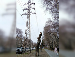 Вырубку 56 деревьев в Благовещенске энергетикам оценили в 12 миллиона рублей
