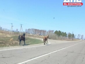 На подъезде к Благовещенску водителей просят быть внимательными