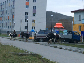 Коровы будут ходить строго по маршрутам согласованным с властями