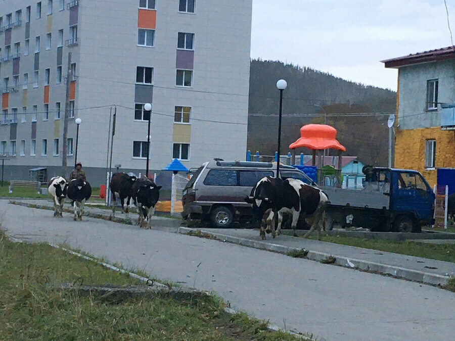 Коровы будут ходить строго по маршрутам согласованным с властями