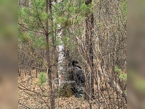 Благовещенка пошла в лес и нашла тело
