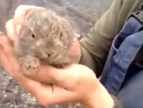 Маленького зайчонка спасли от огня амурские пожарные видео