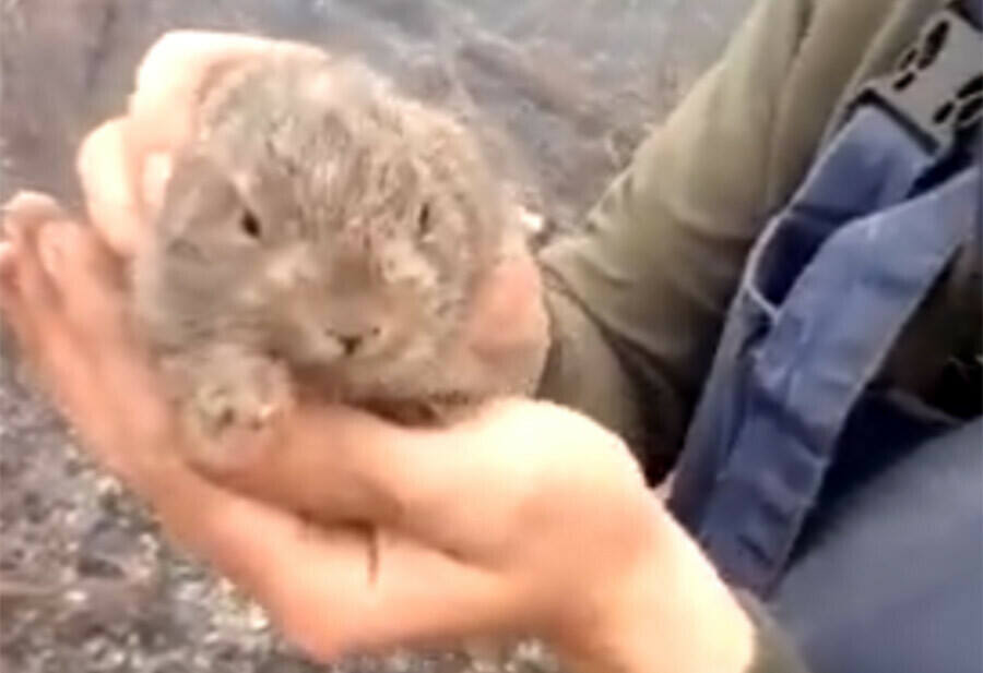Маленького зайчонка спасли от огня амурские пожарные видео