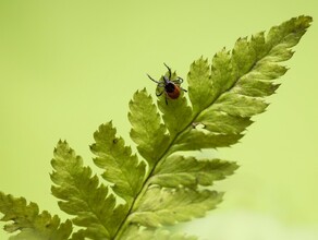 Более 60 человек пострадали от укусов клещей в Амурской области за неделю