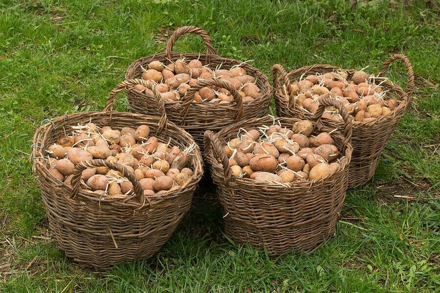 В Амурской области значительно увеличили площади под посадку картофеля