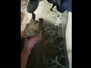 Новорожденного маламута вытащили из канализационной трубы амурские спасатели видео
