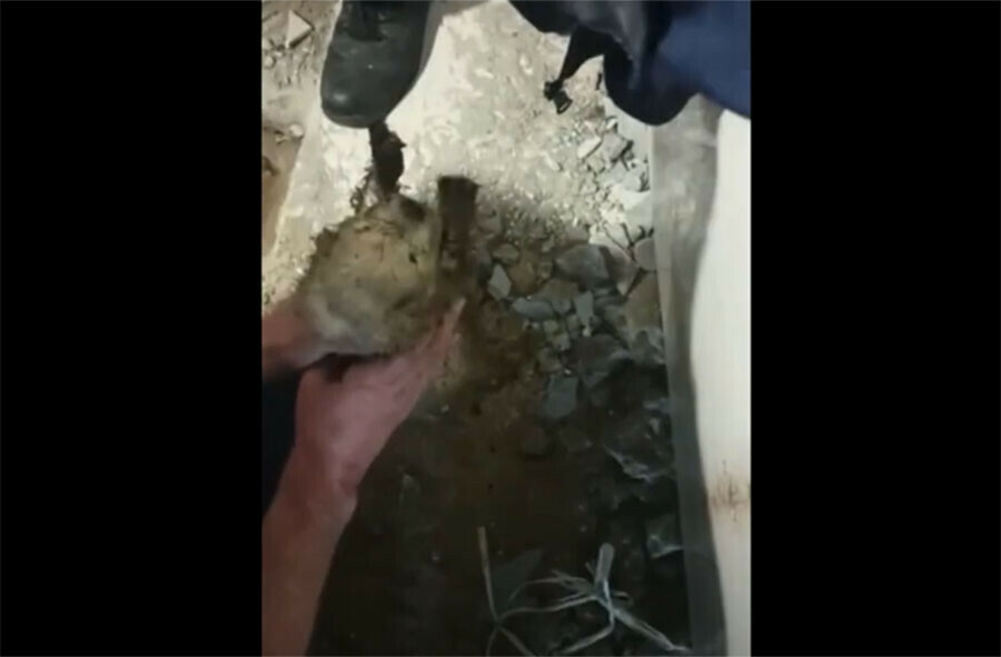 Новорожденного маламута вытащили из канализационной трубы амурские спасатели видео