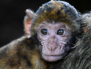 Имеющие прививку тоже могут заразиться оспой обезьян заявили в Роспотребнадзоре