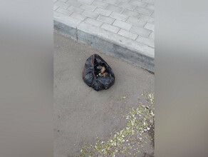 В Благовещенске из окна выбросили щенка Животное погибло видео