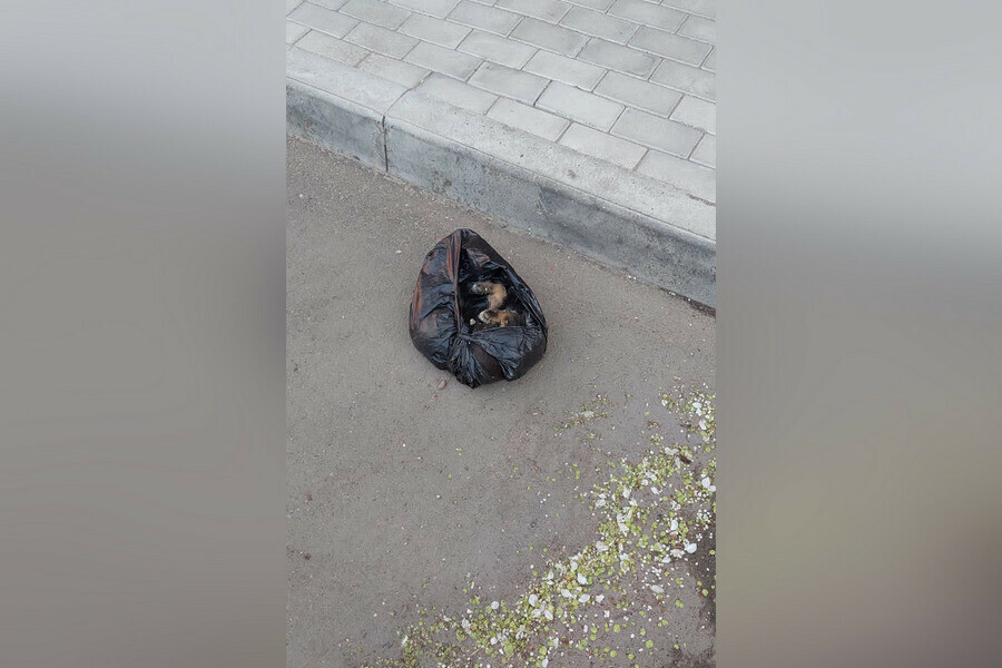 В Благовещенске из окна выбросили щенка Животное погибло видео