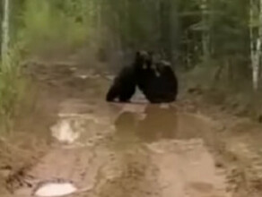 На Дальнем Востоке на глазах у мужчин произошла драка медведей видео