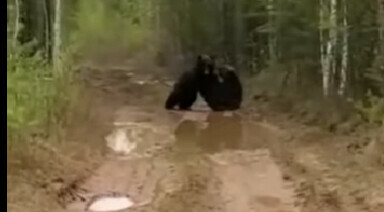 На Дальнем Востоке на глазах у мужчин произошла драка медведей видео