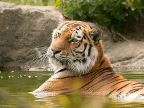 Молодую тигрицу заметили в Свободненском районе