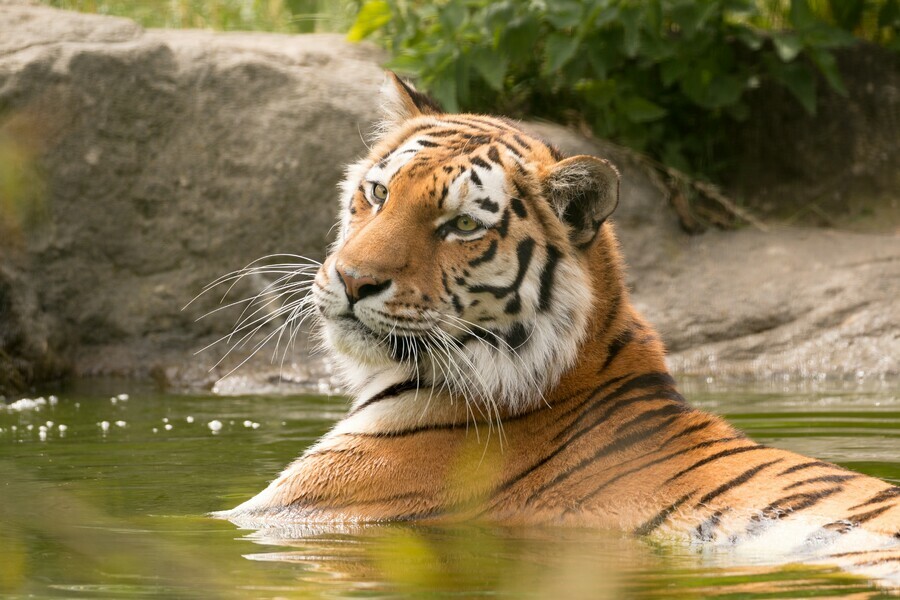 Молодую тигрицу заметили в Свободненском районе