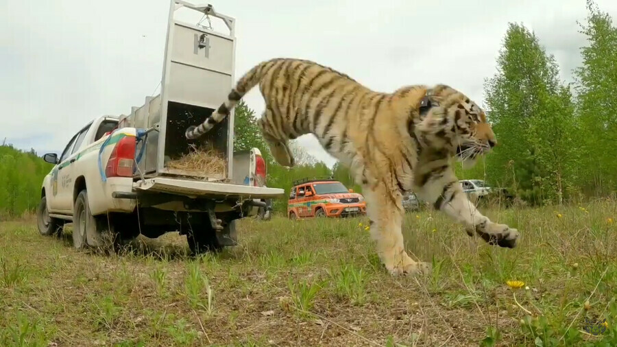 Подлечили и научили охотиться тигра нападавшего на собак в Приморье выпустили на свободу