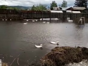 Амурчанин превратил затопленный огород в пруд для гусей