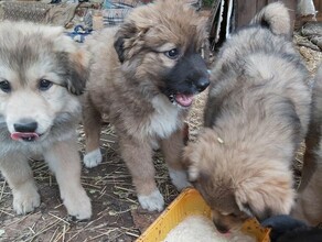 В Благовещенске женщина гулявшая с собаками обнаружила две коробки полные щенков