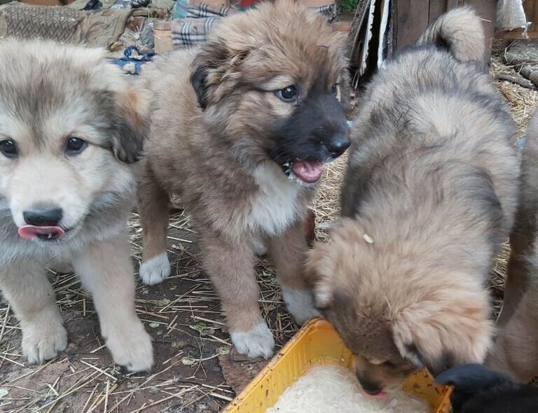 В Благовещенске женщина гулявшая с собаками обнаружила две коробки полные щенков