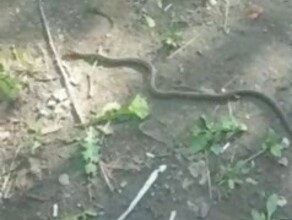В Благовещенске на детской площадке поймали змею Понадобилась помощь спасателей видео