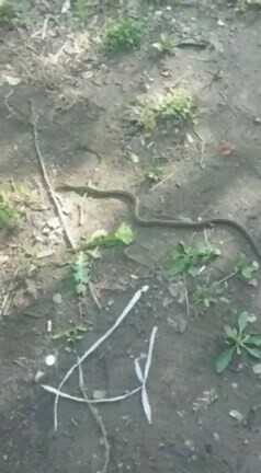 В Благовещенске на детской площадке поймали змею Понадобилась помощь спасателей видео
