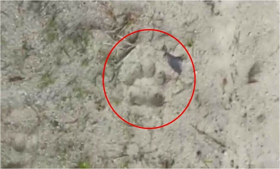 Соцсети в Благовещенском районе найдены следы тигра видео