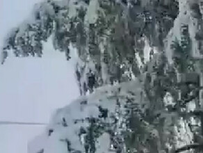Соцсети в Приморском крае выпал снег