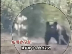 Под Хэйхэ жители встретили 400килограммового бурого медведя видео
