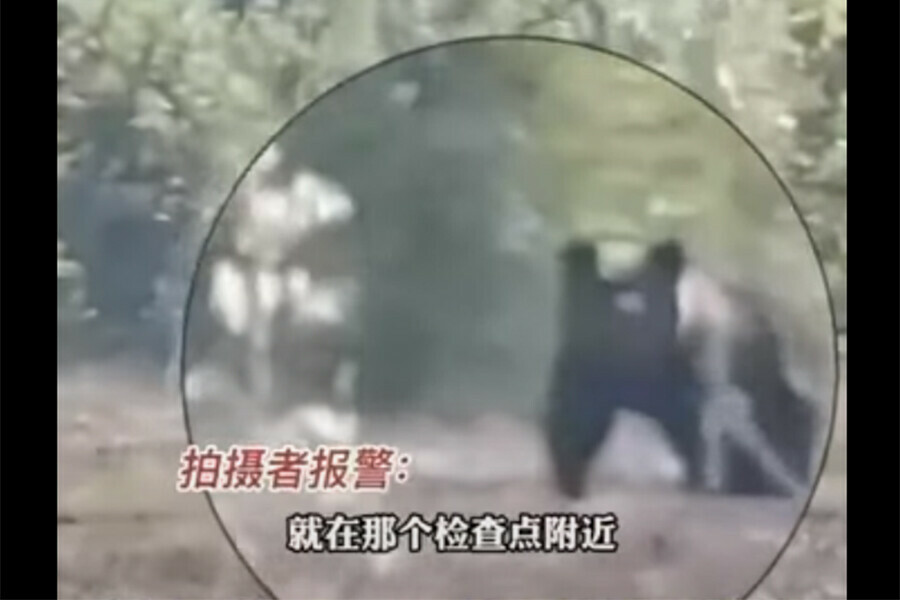 Под Хэйхэ жители встретили 400килограммового бурого медведя видео