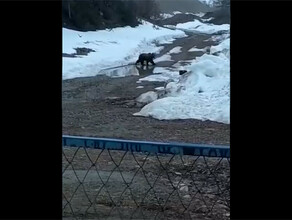 Вахтовики использовав кастрюлю взорвали медведя в своем поселке видео