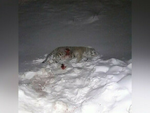 Прокуратура Приморья требует с полицейского сбившего тигра более двух миллионов рублей 