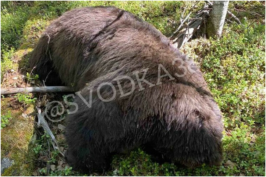 Охотник выстрелил в медведя а раненый зверь задрал его насмерть