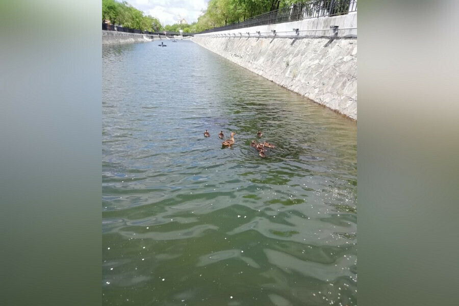 Один из водоемов парка Дружбы теперь делят семейство уток и ондатра фото видео