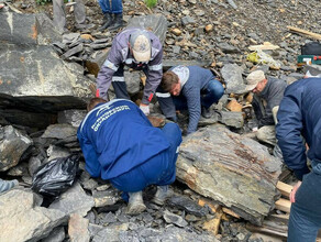 Фрагменты скелета ихтиозавра нашли во Владивостоке на Русском острове фото
