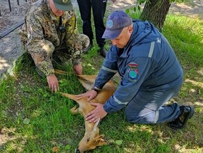 В Городской парк Белогорска забежала косуля