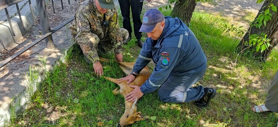 В Городской парк Белогорска забежала косуля