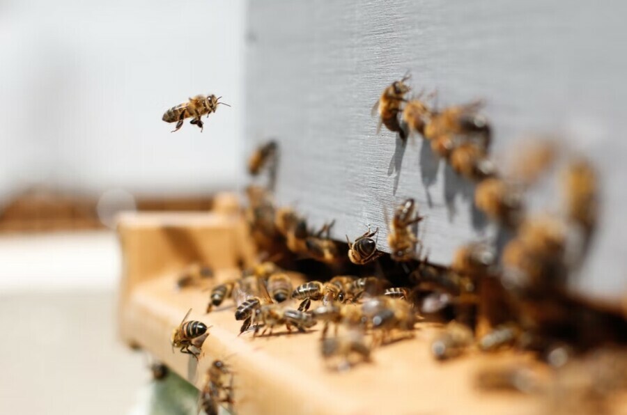 В Белогорском округе бьют тревогу изза массовой и загадочной гибели пчел